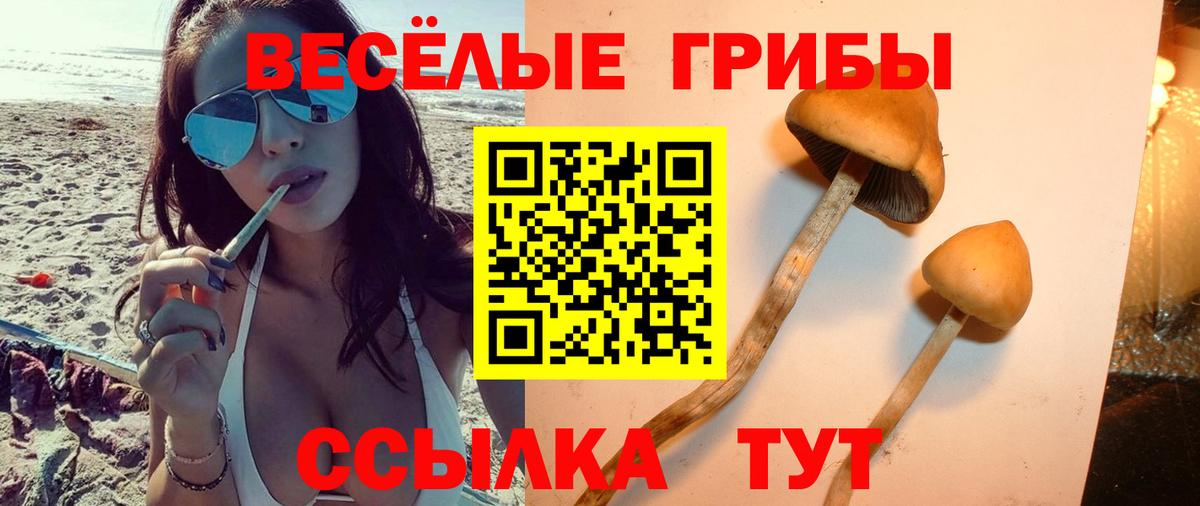 купить наркоту  Галлюциногенные грибы Psilocybe  Вход с VPN  Тутаев 